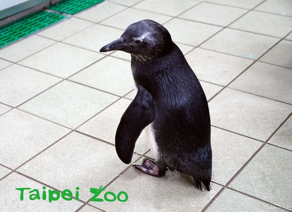 今年第一只孵化的黑脚企鹅宝宝已经换上全新的大衣