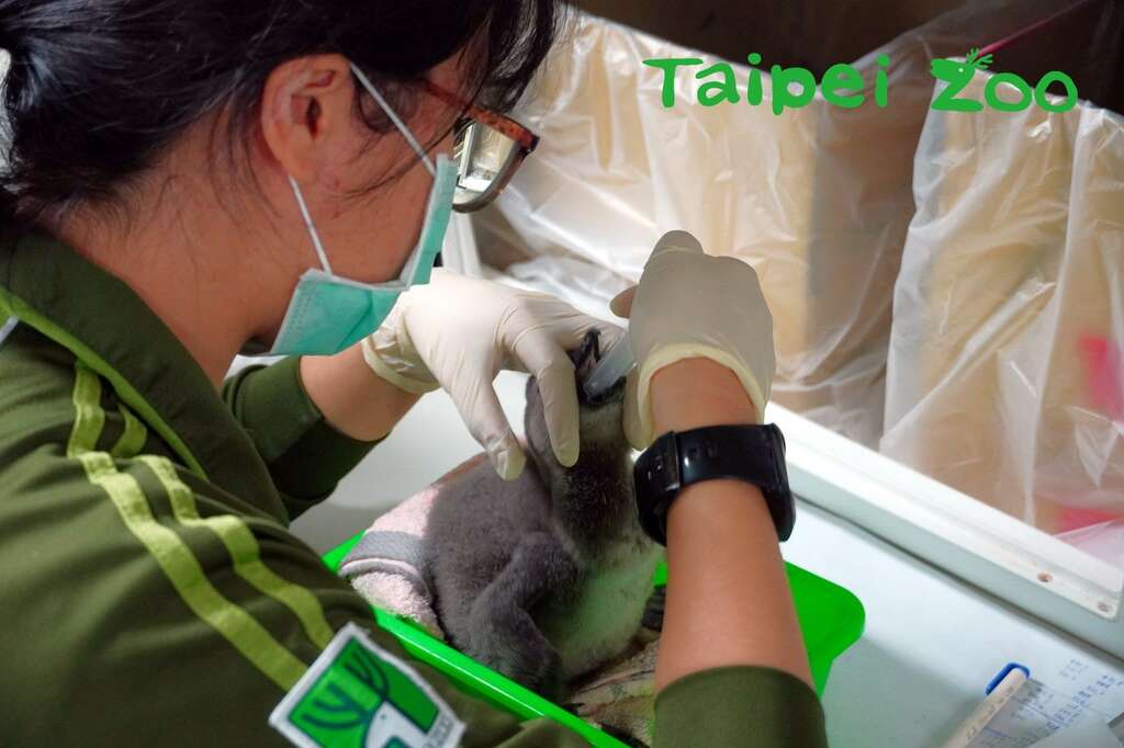 保育员以剁碎的柳叶鱼及磷虾来喂食黑脚企鹅宝宝