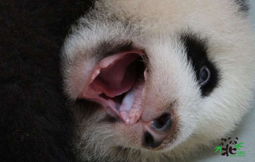 「圓寶」：你看，我的牙齒長出來了耶！