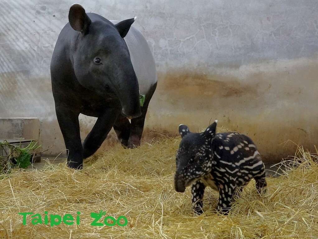 馬來貘「貘芳」和新生寶寶