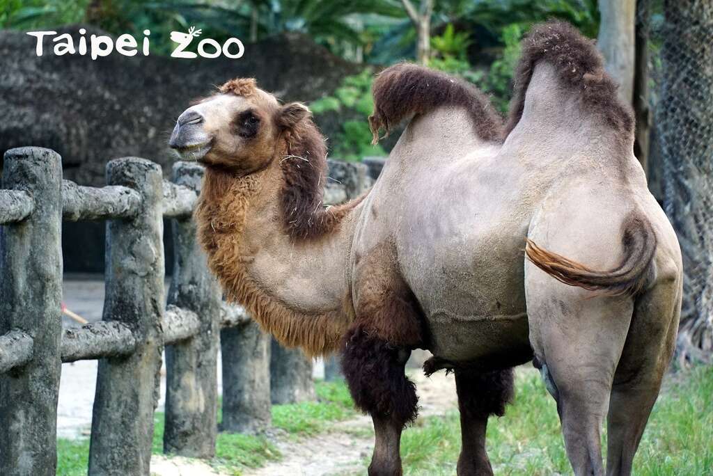 一只成年双峰骆驼体重约300-600公斤