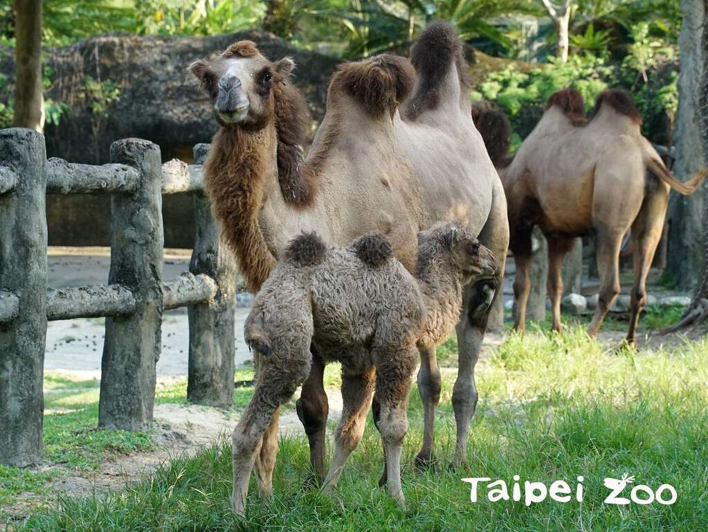 双峰骆驼「梅烟」的第三个小孩「烟子」，正跟着妈妈在户外活动场探索新环境
