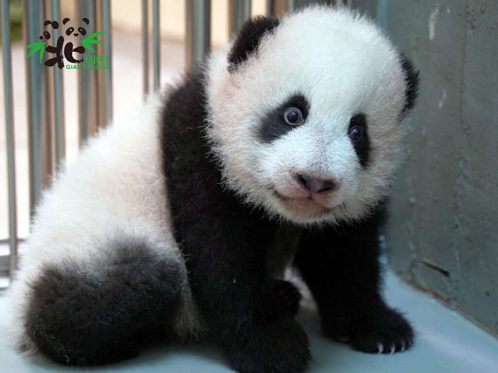 捕获正在发呆的小奶熊
