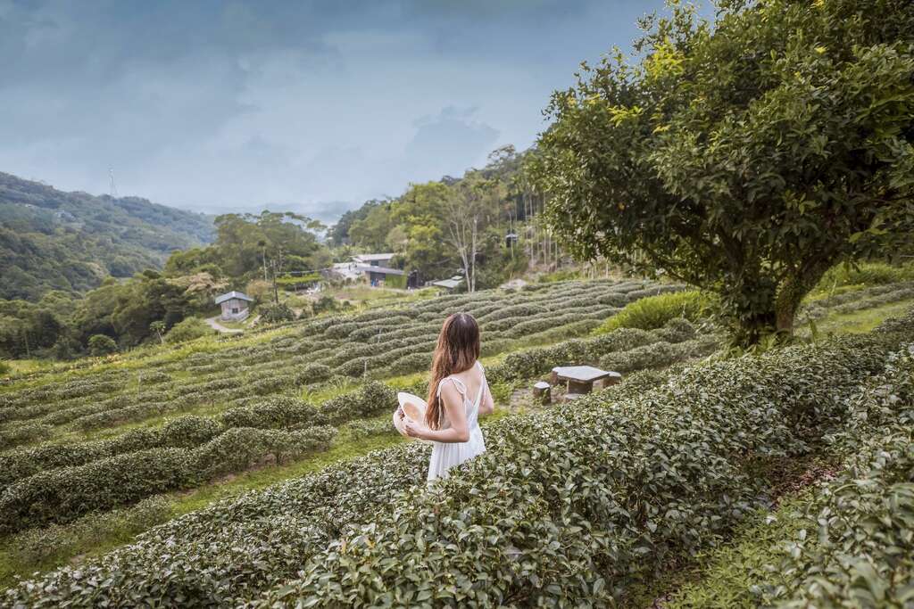 搭上貓纜去貓空,全家一起吃美食,漫步在老少咸宜的親山步道,認識水土保持的重要性,還可以和遼闊茶園合影留念。 (景點名稱:貓空水土保持園區)