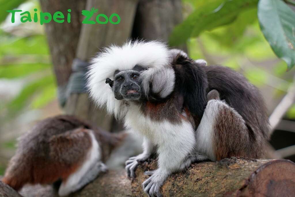 野外的棉頭絹猴家族,包含父母最多能達到13隻個體呢!
