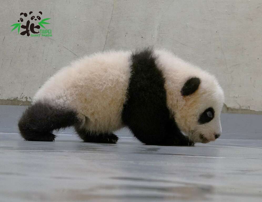 「圆宝」：原来用「走」的这麽快呀！