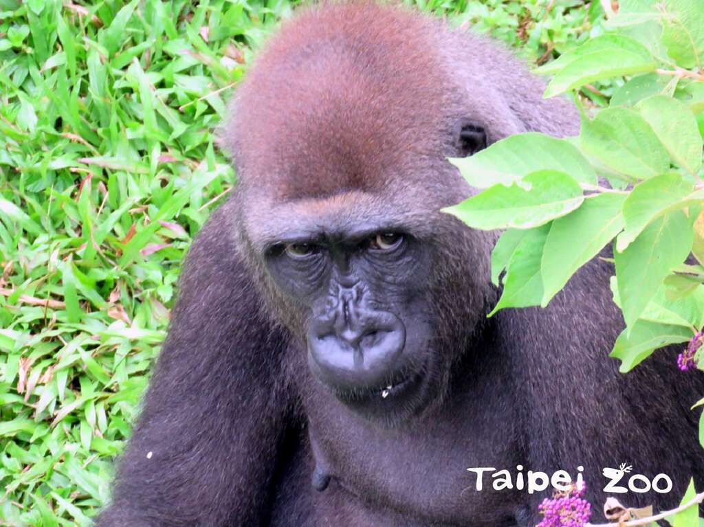 「Tayari」的預產期估計將落在今年年底