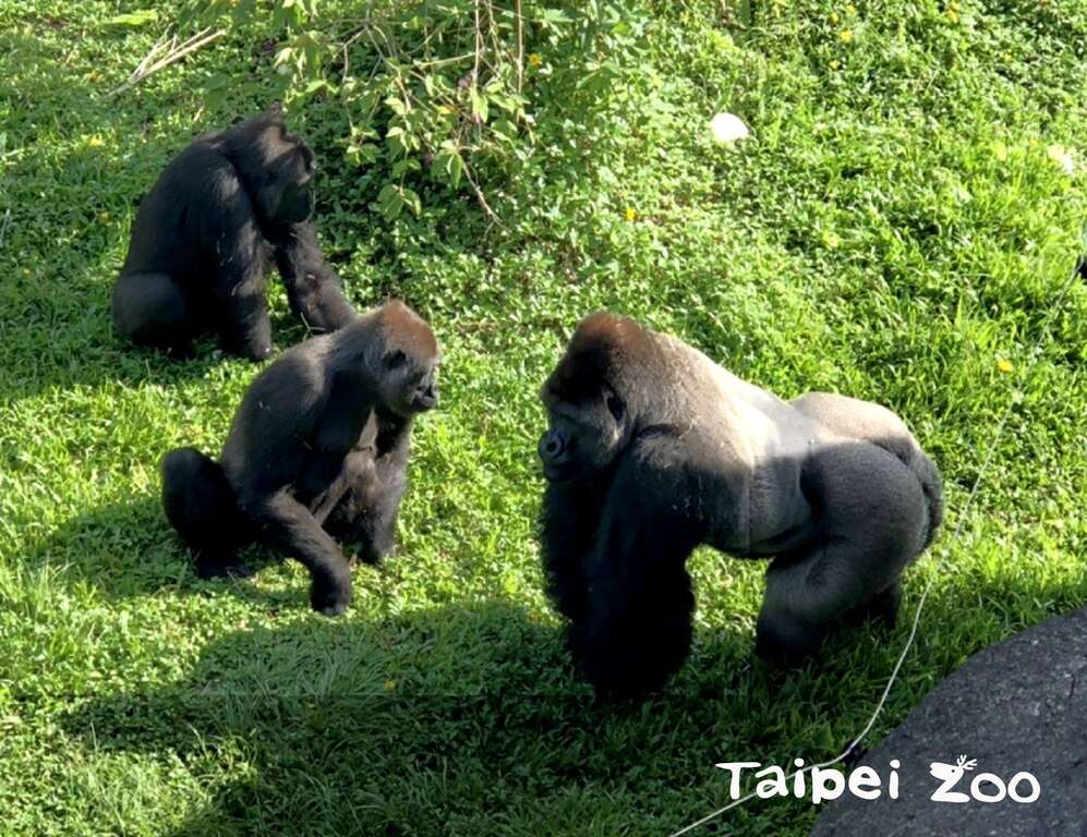 两位金刚猩猩美女和一家之主「迪亚哥」相处融洽
