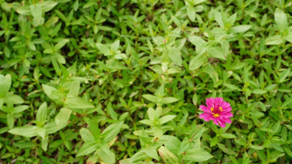 花苗刻正培育中