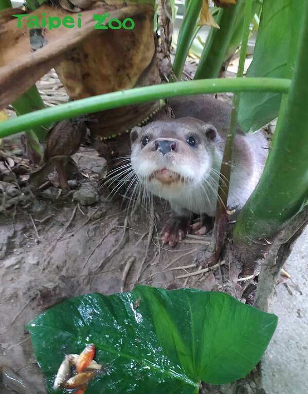 欧亚水獭宝宝「莎夏」成功转换食性，改以鱼肉为主食（图片为欧亚水獭「小金」）（吴姿桦摄)