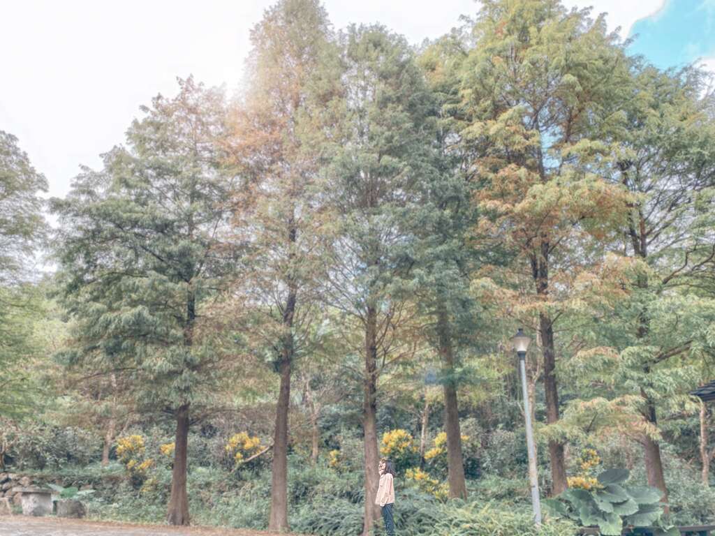 高大的落羽松随风摇曳