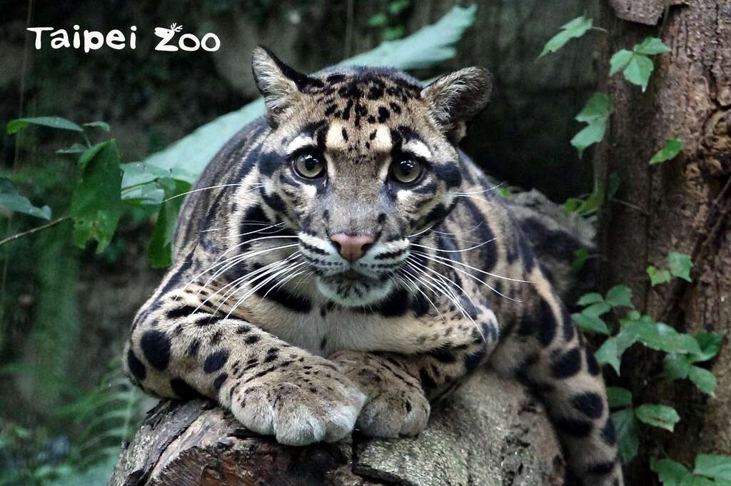 「大貓」和「小貓」的界定，可未必是以體型來區分呦！(雲豹「Suki」)