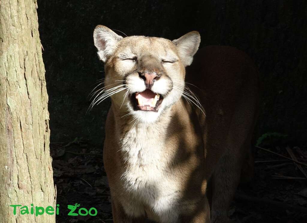 如果你期待能聽見美洲獅施展低沉的「獅吼功」，那恐怕會大失所望呢！