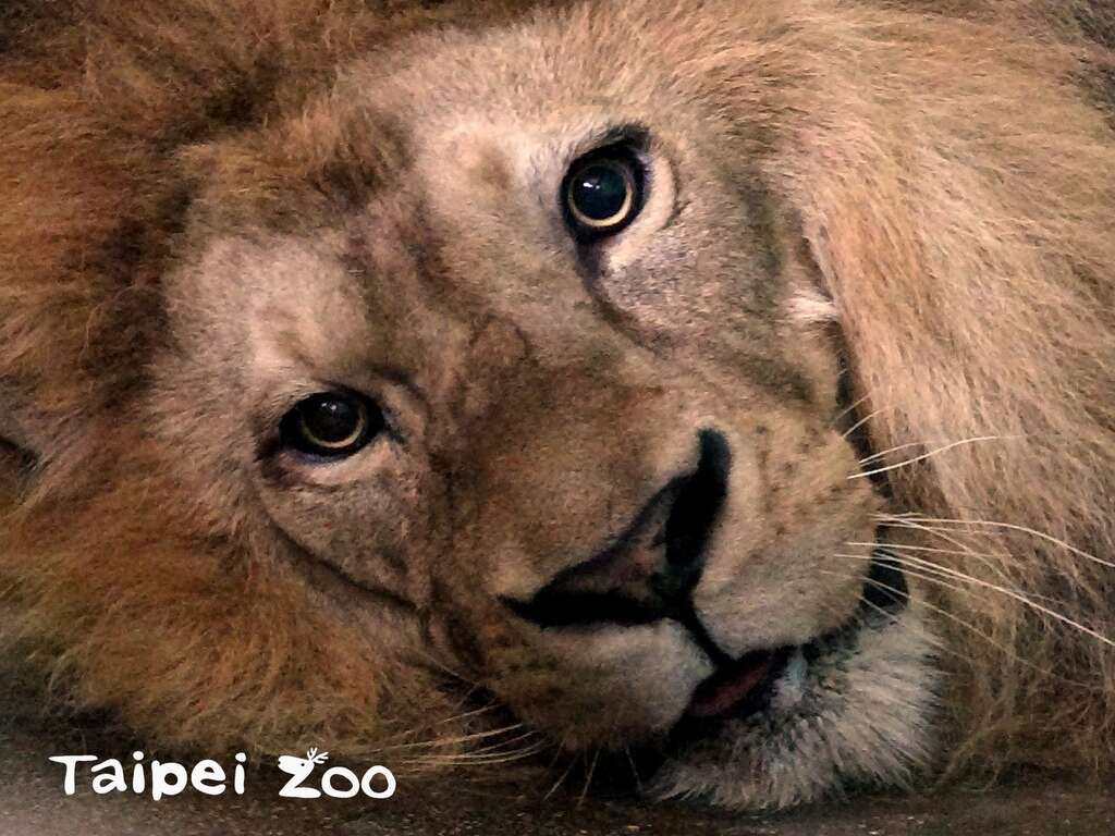 豹亞科動物的瞳孔會呈圓形地放大或縮小