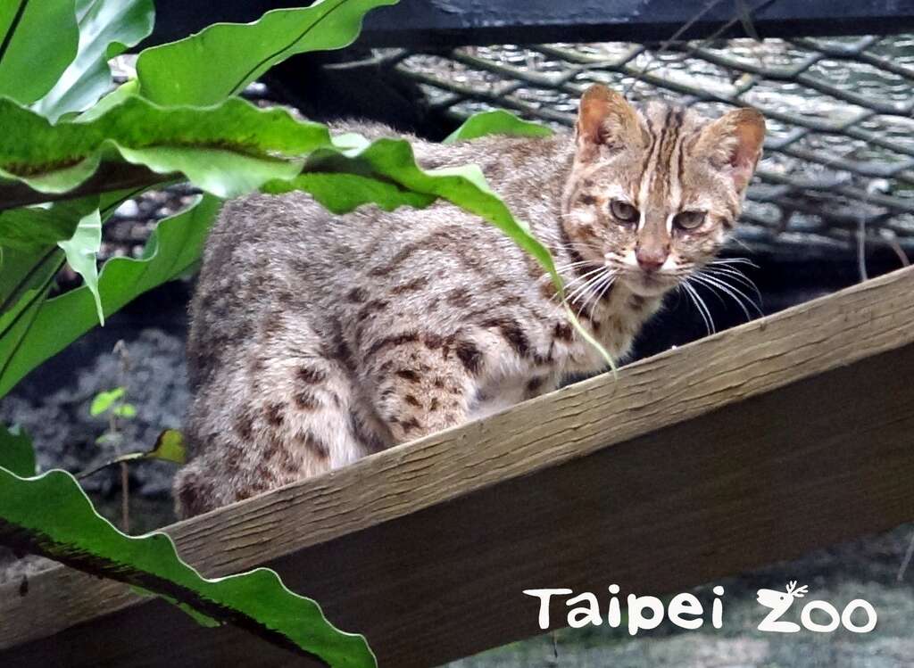 貓亞科動物無論體型大小，都擅長爬樹(石虎「小母」)