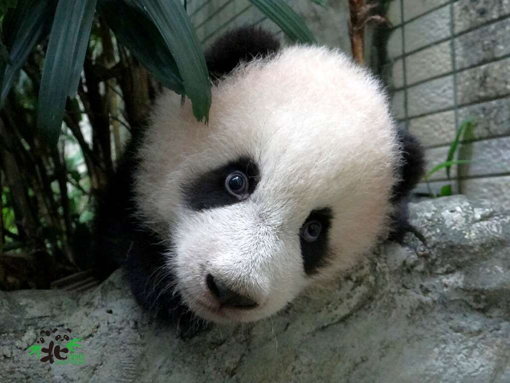 保育員：「圓寶」妳在哪裡？圓寶：我在這裡呀！