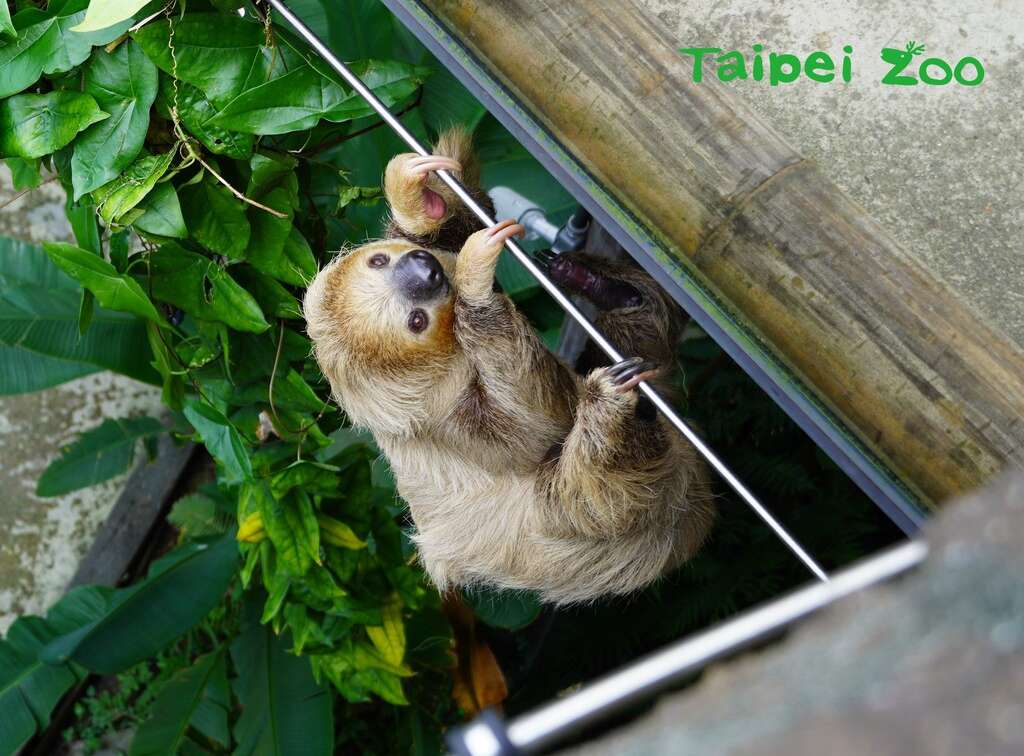 近几个月二趾树獭「叶黄」沿着洒水管线爬到种满凤梨科植物的仿岩上，让游客从地面层大多数的角度很难注意到牠