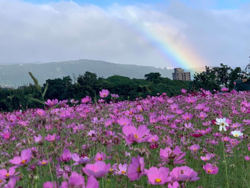 大波斯菊与彩虹相辉映