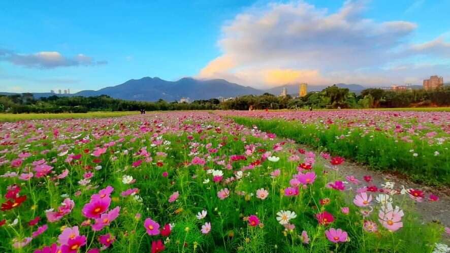 山边的一抹斜阳伴着花海,格外动人
