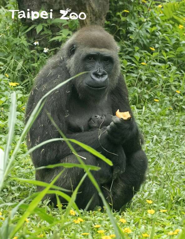 金刚猩猩妈妈「Tayari」独享月子餐
