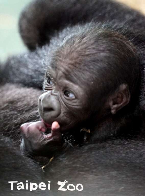 金刚猩猩宝宝是个头好壮壮的小男生