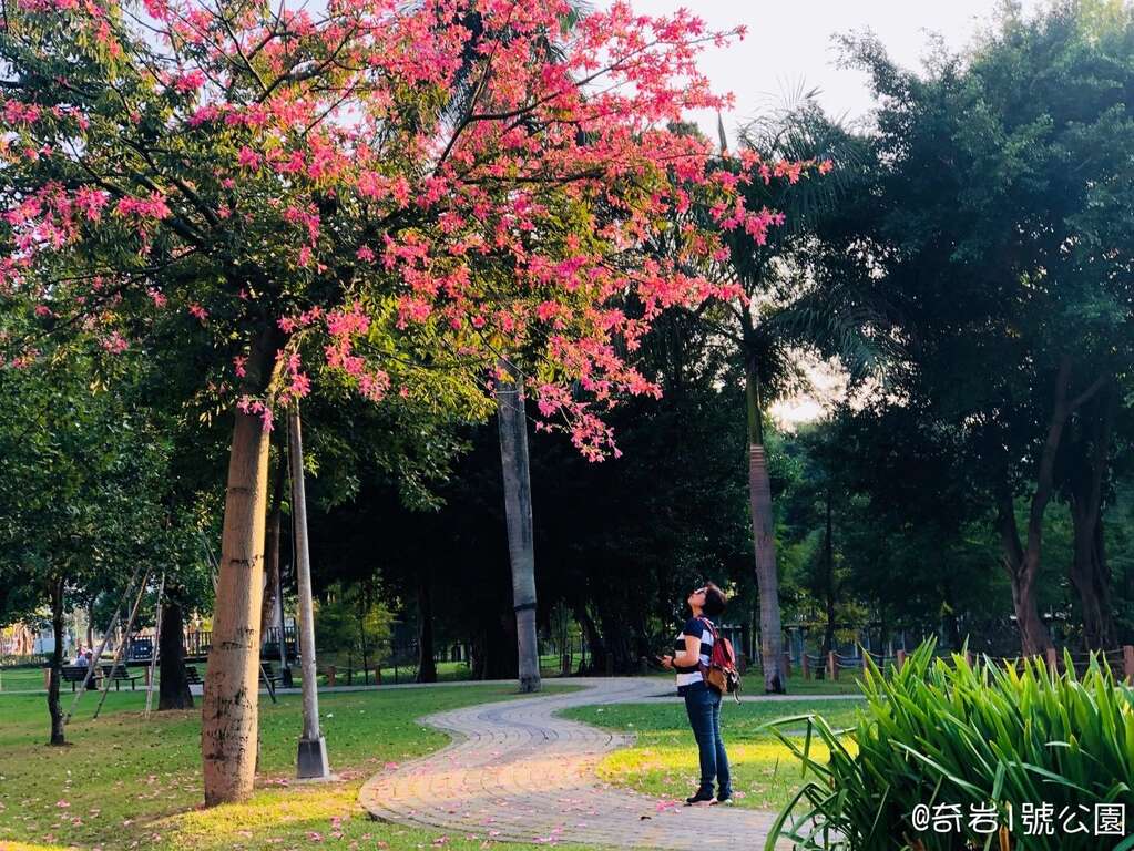 停下腳步抬起頭,花現生活的美好