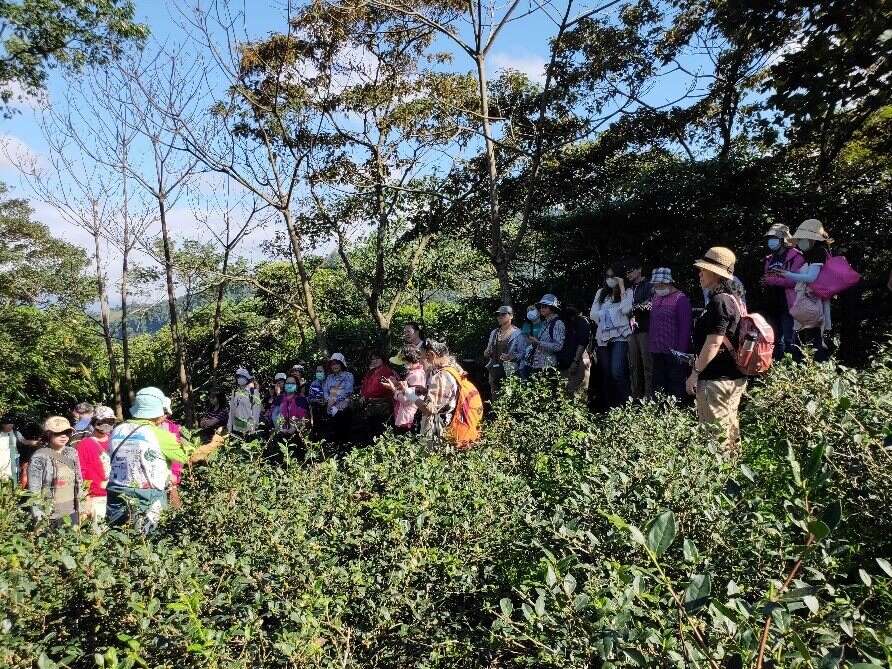 有机茶园生态导览