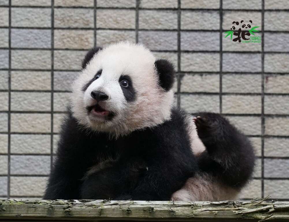 圓寶預計在元旦正式亮相與大家見面，快來一睹可愛貓熊的模樣(照片由臺北市立動物園提供)