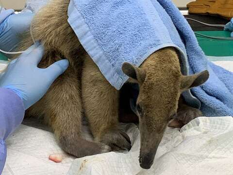 Runaway Anteater Found, Returned to Zoo