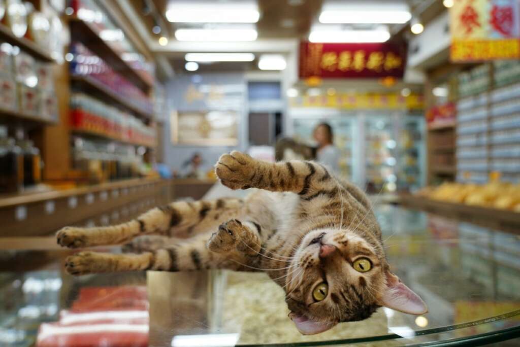 和新蔘药行_哺啾_01 [最大阔度 2400 最大高度 1800]