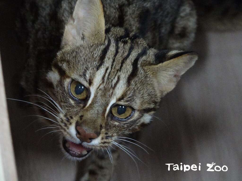 石虎「飛飛」的精神狀況良好，有明顯的威嚇行為
