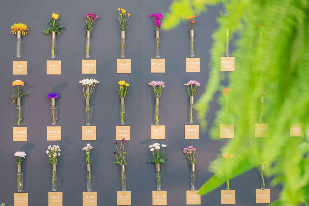有如糖果工廠般的菊花棒棒糖