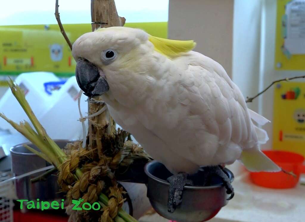 葵花鳳頭鸚鵡「雅虎」個性相當淘氣