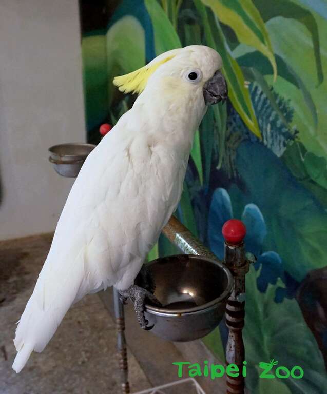 葵花鳳頭鸚鵡「雅虎」擁有天使的外表，加上小惡魔般的搗蛋行為，時常令保育員哭笑不得