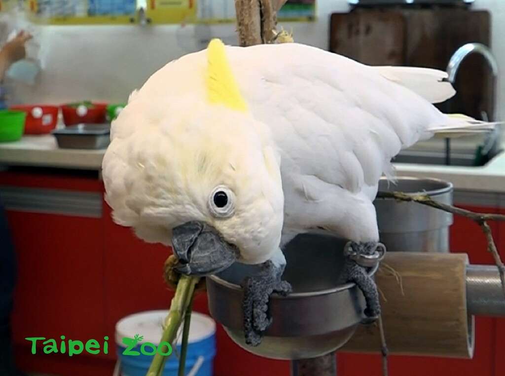 葵花鳳頭鸚鵡的叫聲特別大,若是經過動物廚房聽見「雅虎」突然大叫的遊客,可別被嚇到囉!