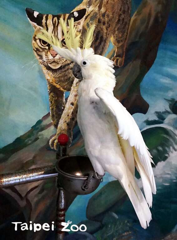 葵花鳳頭鸚鵡頭頂的黃色冠羽，受到外界干擾時，冠羽會豎立起來呈現扇狀