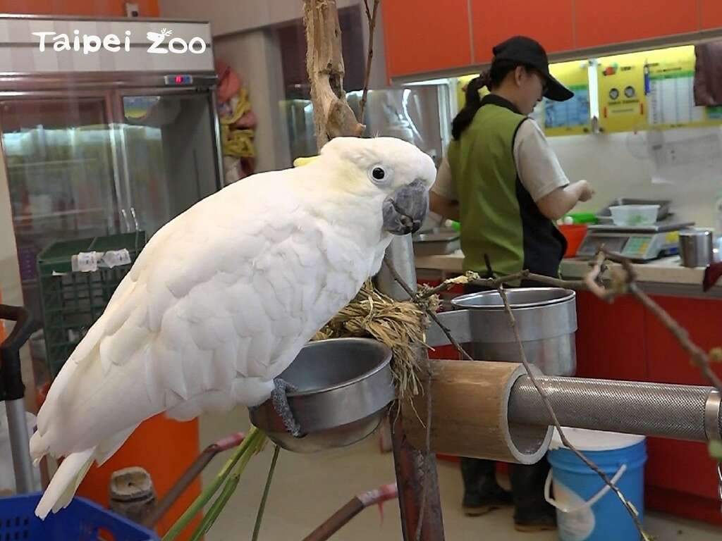 欢迎大家下午1：30~2：30的时间到儿童动物区的「动物厨房」拜访「雅虎」呦！