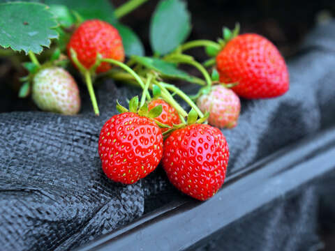 White Stone Cirque Agri-tourism Area_Neihu Strawberry Festival