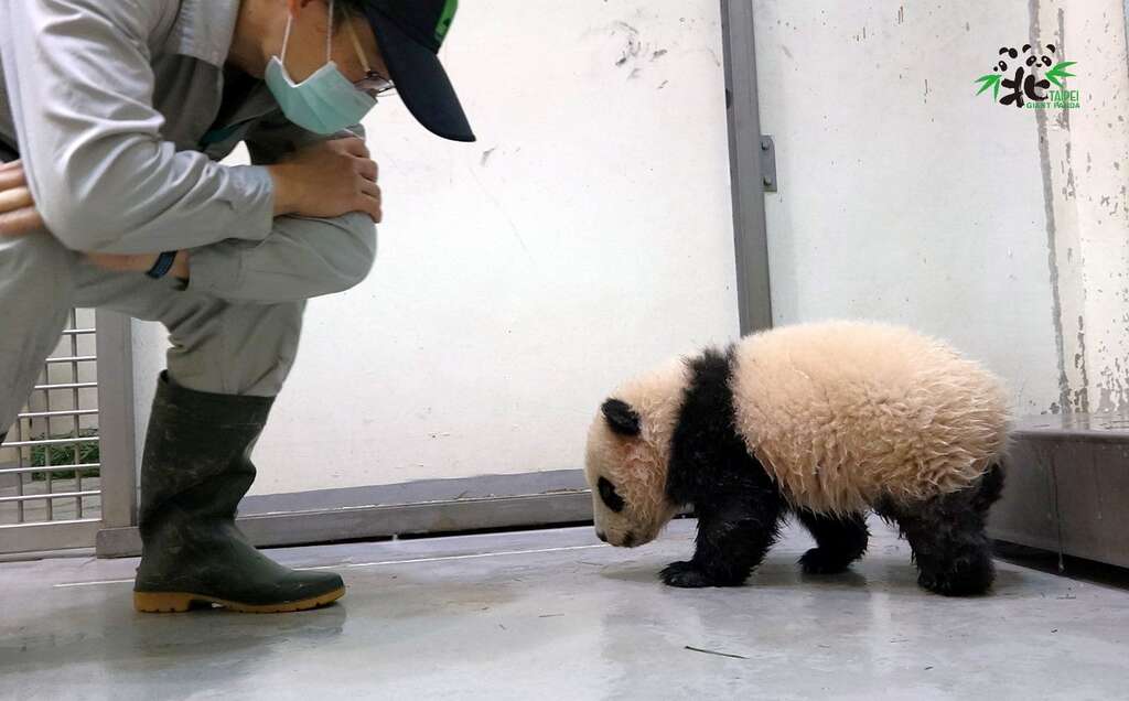 保育員一邊稱讚「圓寶導航」好厲害,一邊喊著你怎麼沒兩下就自己溜回家了呀!