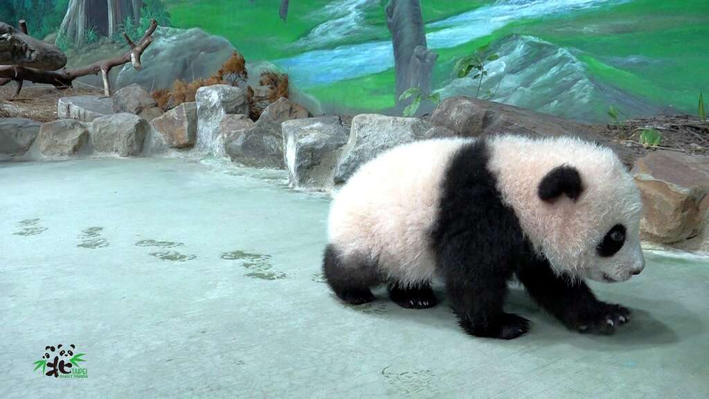 圓寶:等一下就可以跟著腳印找到回家的路了!