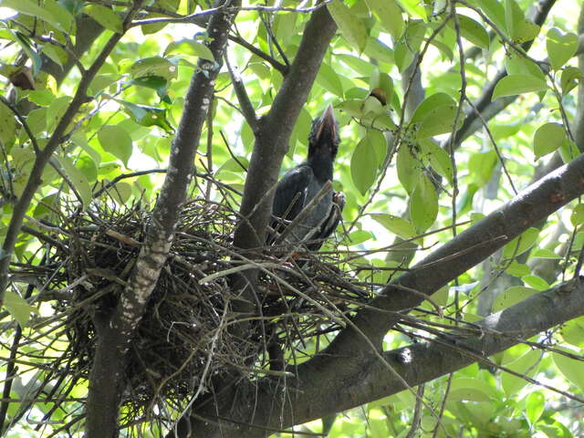 大约5月中下旬，孵化出来的小蓝鹊，引颈期盼食物归来