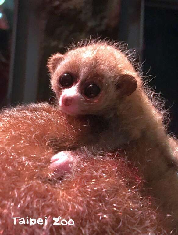其實這顆小毛球是小懶猴媽媽於11月14日生下的寶寶（陳雲攝）
