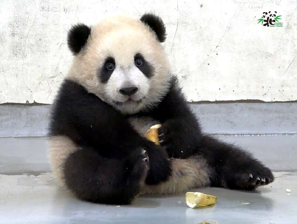 「大貓熊奶茶餅乾」?!我可以吃嗎?