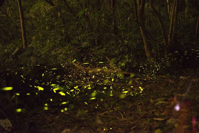 萤火虫在夏夜中翩然飞舞，编织出曼妙的流光夜景。（图／台北市工务局大地工程处提供）.jpg