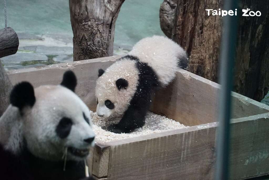 圓圓：你自己乖乖玩，媽媽來去吃飯