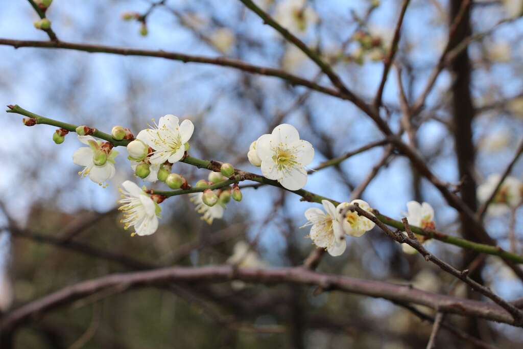 士林官邸内梅花初绽