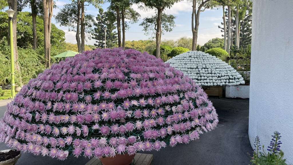 將今年展出唐宇龍玉、唐宇傲獅、茜雲、紅海托掛等大立菊,移師到新生公園。