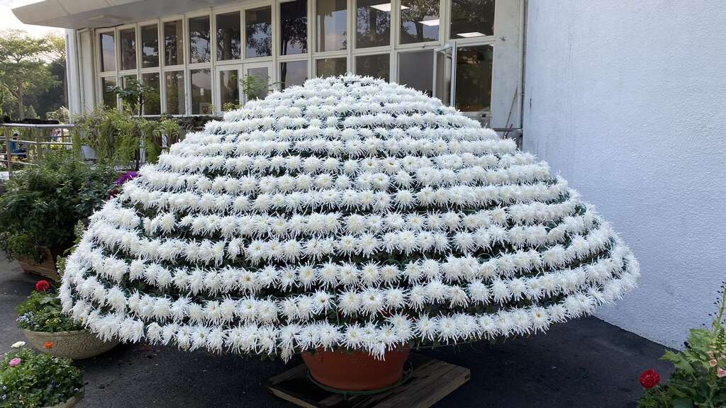 新生公園內擺置的「大立菊」是今年菊展中的必看「嬌點」。