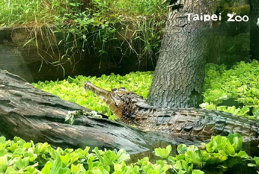 動物園裡第一鱷模-宅男酷龍係金耶