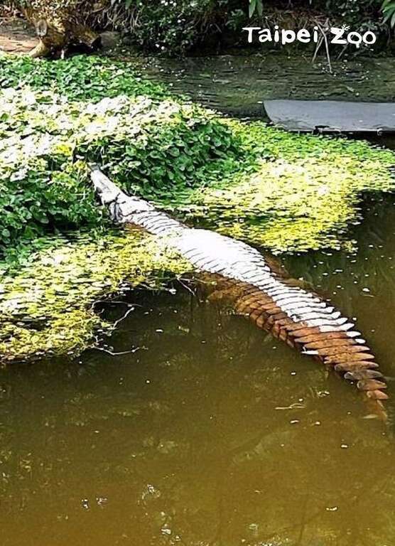 溫帶動物區的馬來長吻鱷「酷龍」,是動物園裡體型最大的爬蟲類動物